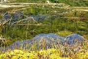 52 Lago Piccolo ricoperto in gran parte da erbe acquatiche